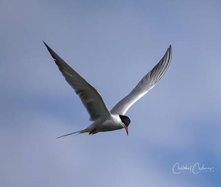 Cristobal.cadenas en Hamelin: Fauna  (Sant Jaume d'Enveja), Sterna hirundo Linnaeus, 1758, #naturaleza_catalunya 
#faunacatalunya 
#naturaleza_españa 
#fau...