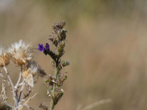 mariale en Hamelin: Flora, Echium vulgare, «Tu mente es un jardín. Tus pensamientos son las semillas. Puedes cultivar flores. O puedes cultivar malezas». ...