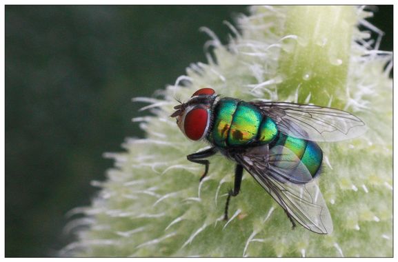 barbanegra707 en Hamelin: Fauna  (Torre de Miguel Sesmero), Lucilia sericata (Meigen, 1826), #moscaverde 