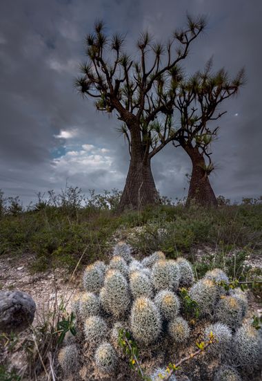 Florjj1 en Hamelin: Paisaje, #cactaceas #suculenta #desierto #landscape