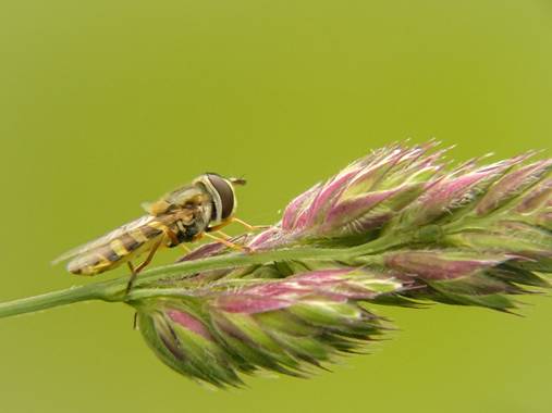Eritz.cortazar en Hamelin: Fauna  (Bilbao), Mosca cernidora🪰

#mosca #fly #flypic #flyphoto #episyrphus #balteatus #episyrphusbalteatus #nature #naturalez...