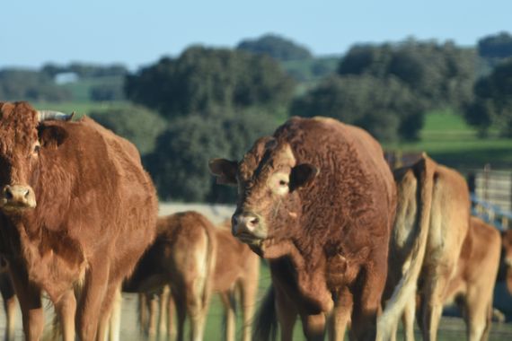 Info en Hamelin: Fauna, Ganaderia extensiva en la ddehesa de Talavan