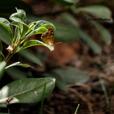 inesoncetrece en Hamelin: Fauna, #mariposa #naturaleza 