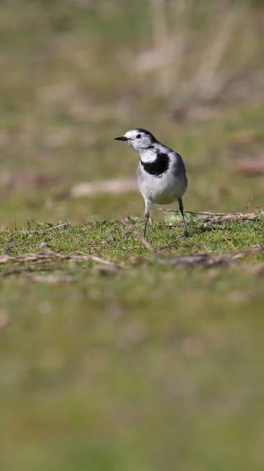 Rafael Alarcón Guerrero  en Hamelin: Fauna  (Alcalá de Henares), Motacilla alba Linnaeus, 1758, #aves21 #lavanderablanca #aves #birdsphotography #birdscapt...