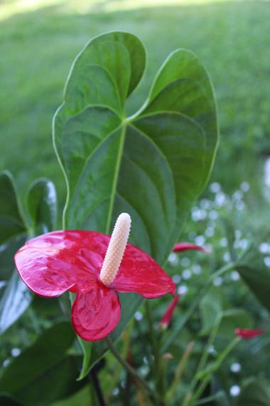 dalopri_ en Hamelin: Flora  (Segovia), Anthurium andraeanum, #flora21 
