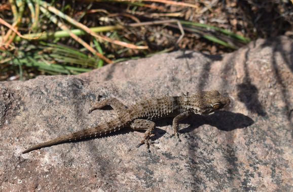 Solerantonio2 en Hamelin: Fauna  (Almeria), Reptil