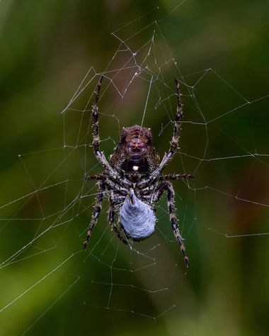 Aymbfotografia en Hamelin: Observación, #araña #insectos #naturaleza 