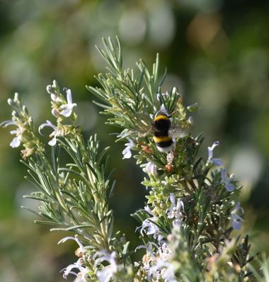 Solerantonio2 en Hamelin: Fauna  (Almería), Abejorro comun