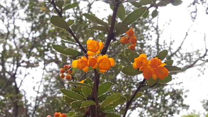 Martin.belinsky89 en Hamelin: Flora, Berberis darwinii, #flora21 