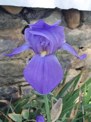 jclaurevalencia en Hamelin: Flora  (Tarija), Iris pallida, --

