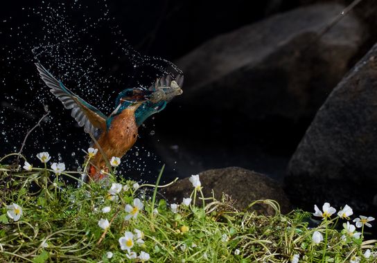 manuel.manzano32 en Hamelin: Fauna, Alcedo atthis (Linnaeus, 1758)