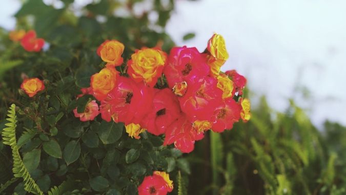Andresaleszs en Hamelin: Flora 