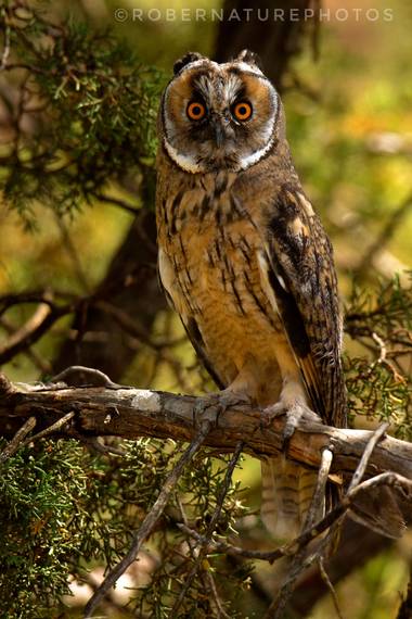 Robernaturephotos en Hamelin: Fauna  (Madrid), Asio otus (Linnaeus, 1758), Un bonito ejemplar de Búho chico, mira atentamente a la cámara, con la intención...