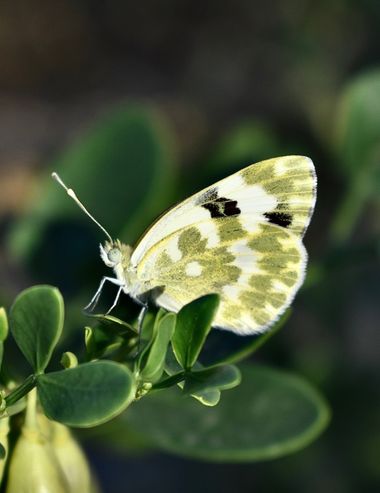 Beethovenzujo_86 en Hamelin: Fauna  (Murcia), Pontia daplidice (Linnaeus, 1758), La Blanquiverdosa 

#nature #naturaleza #butterfly #butterflies #invertebr...