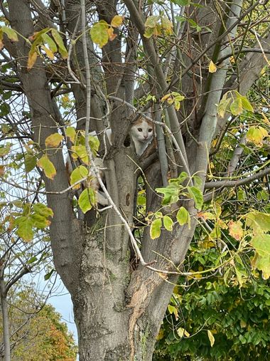 luciapuelles95 en Hamelin: Fauna, #Gato aventurero 