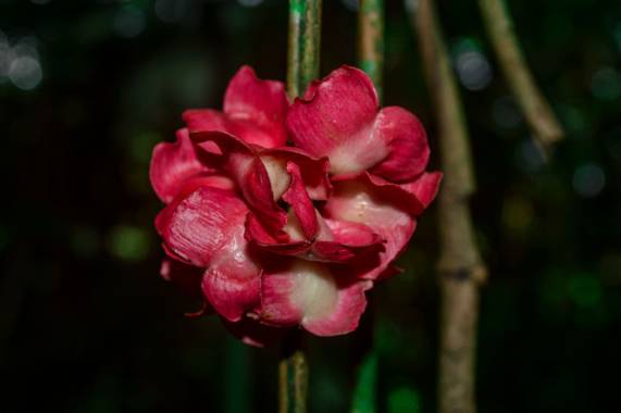 Camiloacca94 en Hamelin: Flora  (Vistahermosa), #flor #flores #florescolombianas#biodiverdidad #floressilvestres #floracolombiana #flower #florescolombia #...