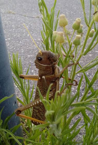 darjemo en Hamelin: Fauna  (Córdoba), Las tucuras son parecidas a las langostas pero mucho más grandes. Generalmente tienen hábitos solitarios y no se movi...