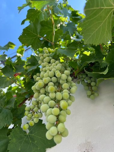 Eudimer20 en Hamelin: Flora, Vitis vinifera, #arboles #plants #uva 