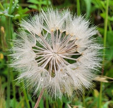 Msanchezvasco en Hamelin: Flora  (Ulldecona), En botánica se llama dispersión de los propágulos a las diversas estrategias en relación con los medios físic...