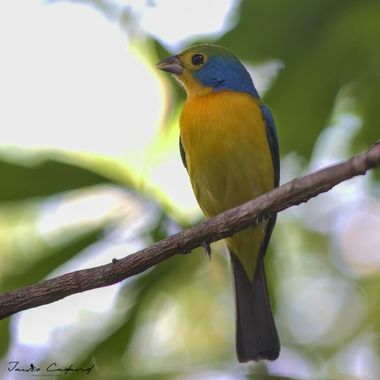 Jairo Cadavid en Hamelin: Fauna  (Solidaridad), Passerina leclancherii Lafresnaye, 1840, #aves #colombia #hamelin #wildlife #birds #beautiful #nature #bird...