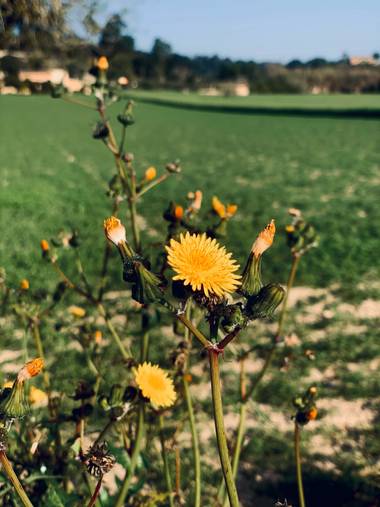 Clari Montal en Hamelin: Flora  (Lloret de Vistalegre), #primavera2021 #mallorca #sineu 