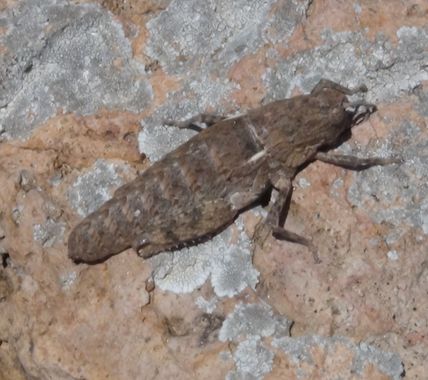 Solerantonio2 en Hamelin: Fauna  (Almería), Insecto