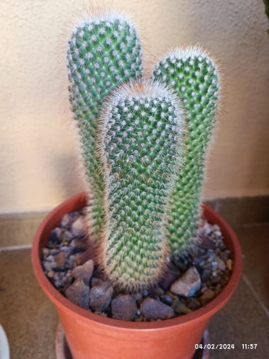 @nicorhbg en Hamelin: Flora  (Daimiel), Mammillaria spinosissima