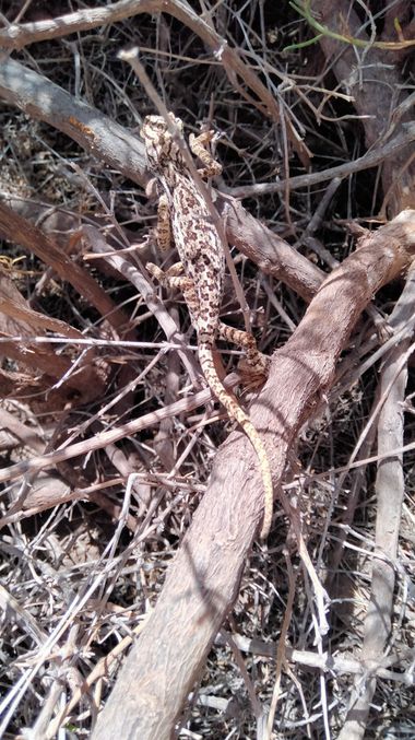 Solerantonio2 en Hamelin: Fauna  (Níjar), Camaleon comun