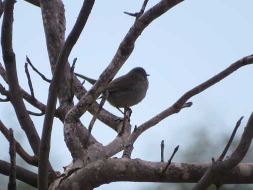 Solerantonio2 en Hamelin: Fauna  (Almería), Ave