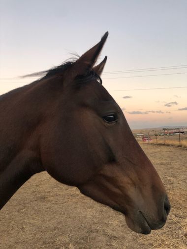 Info en Hamelin: Fauna, Caballos en semilibertad en Extremadura 