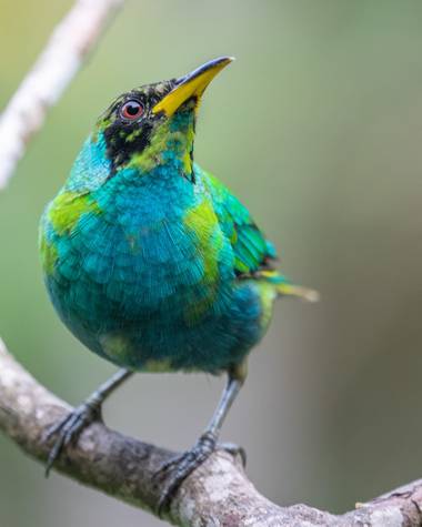 jhonathanmiranda1 en Hamelin: Fauna  (Bejuma), Chlorophanes spiza (Linnaeus, 1758), Transición a adulto

#aves21 #avesdevenezuela #birdsofvenezuela 