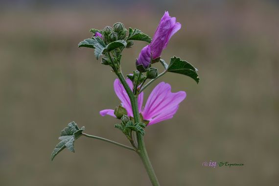 isidorogomez53 en Hamelin: Flora  (Castellbisbal), #apfb 
#floresdecataluña 
#floresdeespaña 
#macro