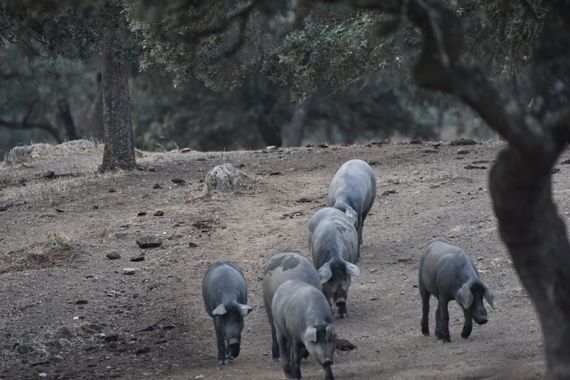 Info en Hamelin: Fauna, Cerdos Extremeños en la dehesa 
