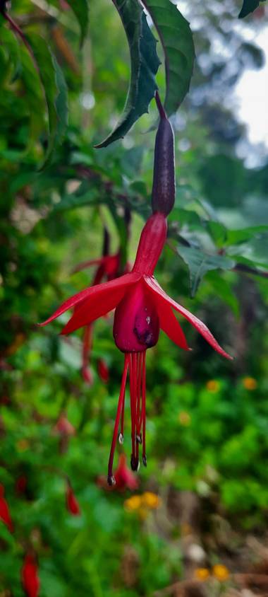 Alandree9 en Hamelin: Flora, Fuchsia magellanica