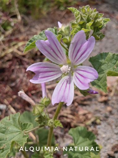 Alquimia Natural en Hamelin: Flora  (Marina de Cudeyo), #primavera2022 