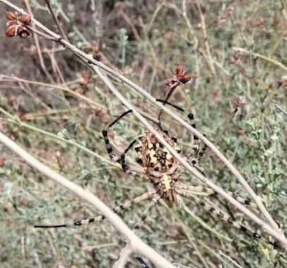 Solerantonio2 en Hamelin: Fauna  (Níjar), Aracnido