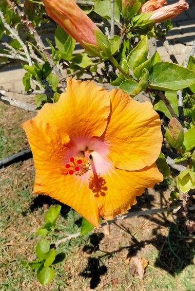 Solerantonio2 en Hamelin: Flora  (Almeria), Planta