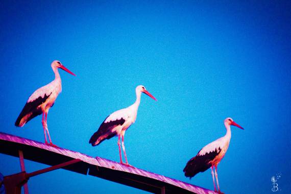 Conbyconv en Hamelin: Fauna  (Getafe), Ciconia ciconia (Linnaeus, 1758), #aves21 