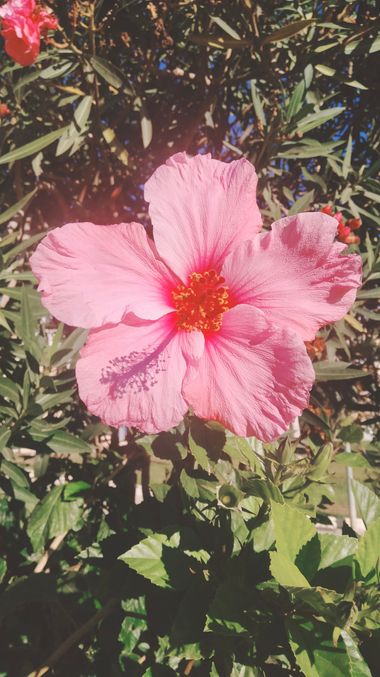 Solerantonio2 en Hamelin: Flora  (Calle Fray Juan de Portocarrero), Planta