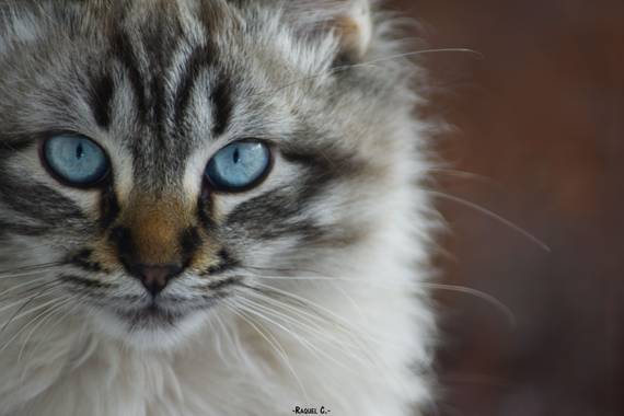 Rakel.536 en Hamelin: Fauna, #otoño2020 #faunaespañola #cat #macrophoto2020 