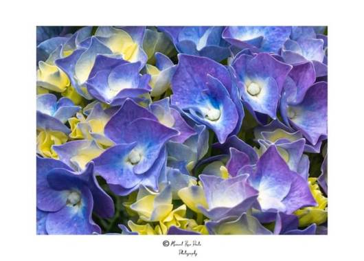 Manuropo39 en Hamelin: Flora  (La Coruña), Hydrangea macrophylla, #Flora21