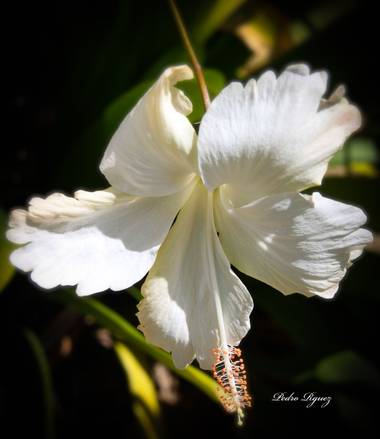 PEROMA_PHOTO en Hamelin: Flora  (Vélez-Málaga), . 