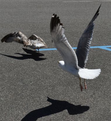 Solerantonio2 en Hamelin: Fauna  (Cudillero / Cuideiru), Gaviotas