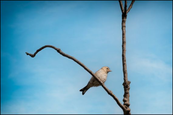 Salvapf en Hamelin: Fauna  (Barcelona), #aves #apfb #pajareando 