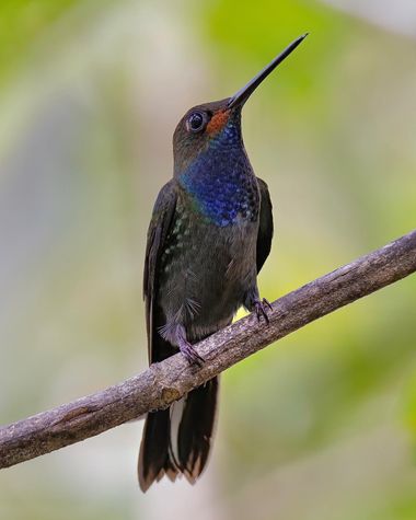 ogaviria.photography en Hamelin: Fauna  (Cali), Los hermosos colores de este pequeño ser 🌈☺️
#hamelin #birdphotography #colombia #hummingbird 