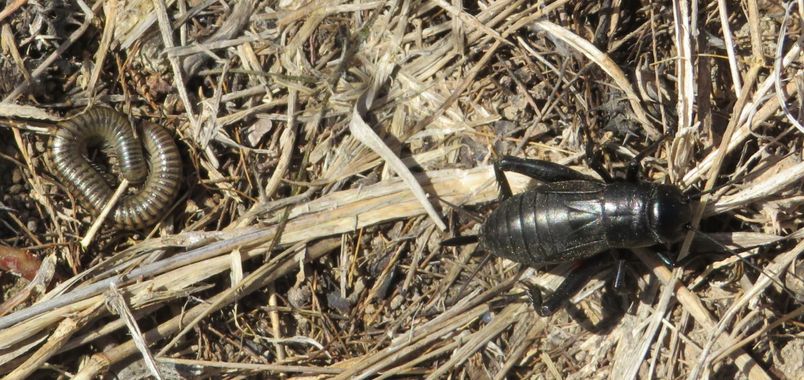 Solerantonio2 en Hamelin: Fauna  (Níjar), Insecto