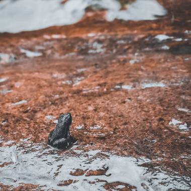 EdwinCoran en Hamelin: Fauna  (Coroico), La de la foto es una ranita de rio que terminó su ciclo de pasar de renacuajo a rana, vale decir que las ranas no ...