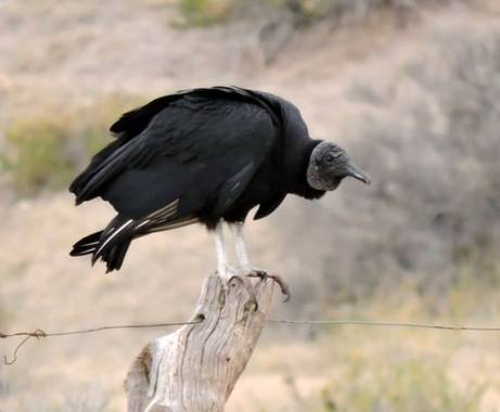 Acedogloria en Hamelin: Fauna  (Junín), Coragyps atratus (Bechstein, 1793), #Aves21             Nombre científico: Coragyps atratus
Longitud: 56 – 74 cm
Pr...