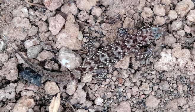Solerantonio2 en Hamelin: Fauna  (Níjar), Reptil