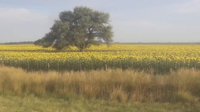 GrachuV. en Hamelin: Flora  (Santa Fe), Campos de mí país.🇦🇷